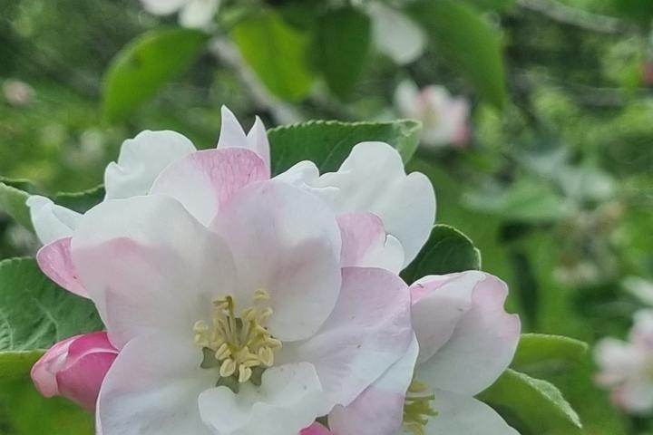 floreciendo